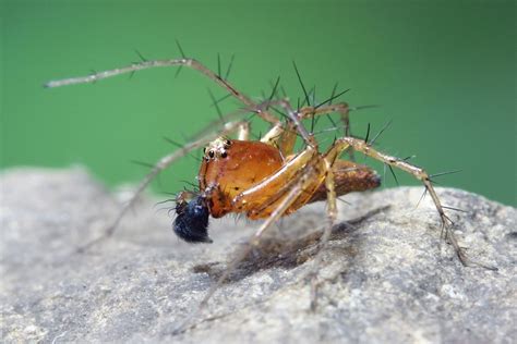 Lynx spider - Wikipedia