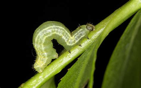 Progressive Charlestown: DEM says winter moth caterpillars are ...