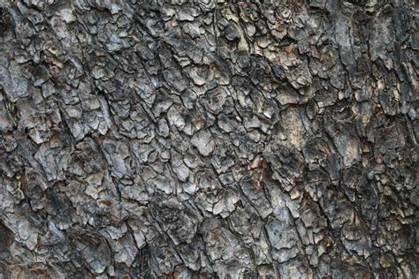 Bark of Rain Tree in Gray Color Stock Image - Image of bark, nature ...