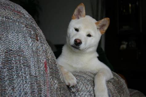 The White Sheba! Beautiful Dogs, Animals Beautiful, Cute Animals, White ...