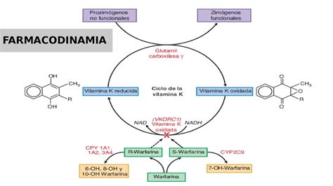 Mapa Conceptual De Farmacodinamia Donos | Porn Sex Picture