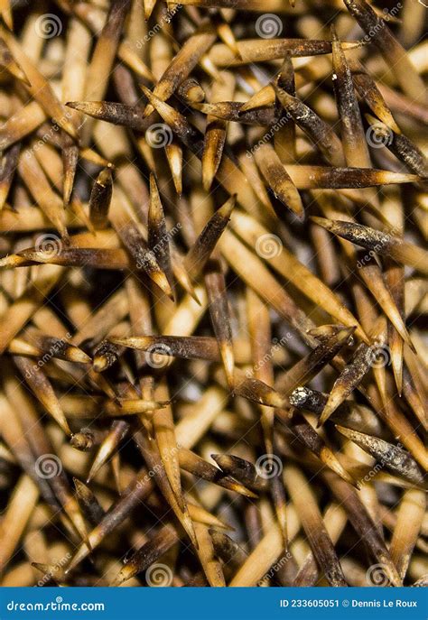 Hedgehog spikes close up stock image. Image of leaf - 233605051