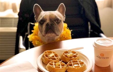 The 8 Best Pet-Friendly Hotels in Houston - The Vets