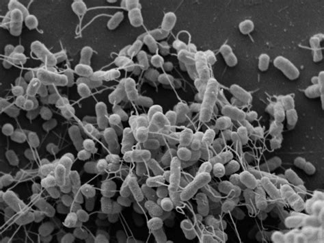 Bacterias Actuaciencia: Bacterias de distintas especies se alimentan entre si a través de nanotubos