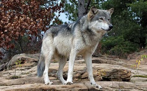 Habrá aullido del lobo gris mexicano para largo - LJA Aguascalientes