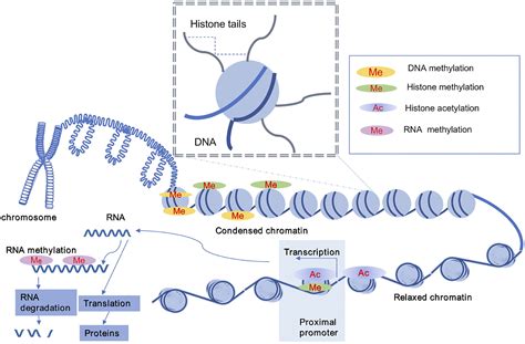 17 Surprising Facts About Epigenetic Modifications - Facts.net