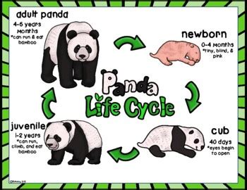 Panda Bear Life Cycle Wheel and Labeling Printables by MrsMabalay