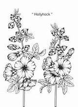 Hollyhocks Colouring Page  Flower coloring pages Drawing sketch template