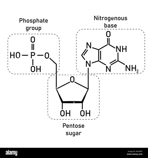 Chemical structure of DNA nucleotide. Three parts of a nucleotide. Phosphate group, pentose ...