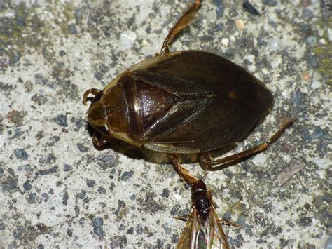 Hemiptera Heteroptera Corixidae (12-15)(24.5) | Edithvale-Australia Insects and Spiders | Flickr