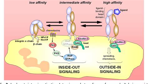 Leukocyte Adhesion Deficiency