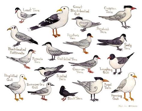 Different Types of Gulls and Terns in New York – Nature Blog Network