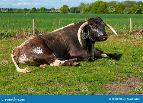 English Longhorn Bull with Magnificent Long Curved Horns. Large Brown ...