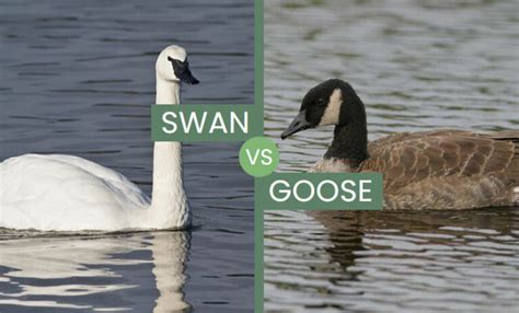 Swan vs Goose – Two Mighty Waterfowl Species Compared