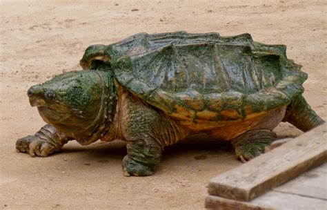 File:Alligator snapping turtle - Geierschildkröte - Alligatorschildkröte - Macrochelys ...