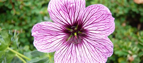 Herbaceous Perennials | Purchase Online | Ashwood Nurseries