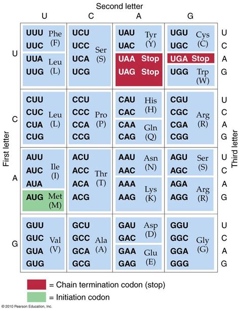 Universal Genetic Code | Biology facts, Teaching biology, Biology classroom