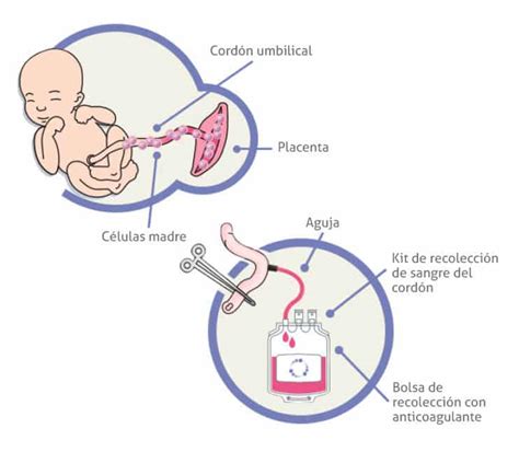 What is Cord Blood? Cord blood is the future of regenerative medicine.