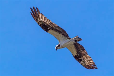 Close up of Flying Eagle · Free Stock Photo