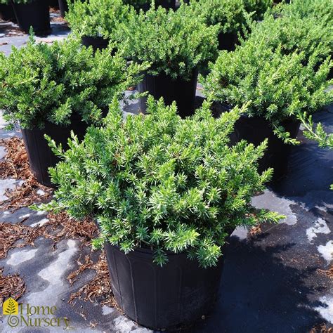 Juniperus conferta 'Blue Pacific' Shore Juniper from Home Nursery