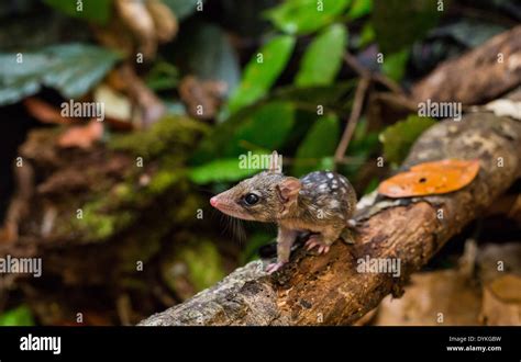 Northern quoll hi-res stock photography and images - Alamy