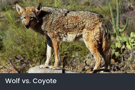 Wolf Vs. Coyote: Differences & Similarities Between Them