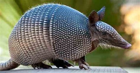 Armadillo - Characteristics, Habitat, Behaviour, Diet and Images