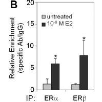 Chromatin immunoprecipitation assay (ChIP) of Cldn-5 promoter ...