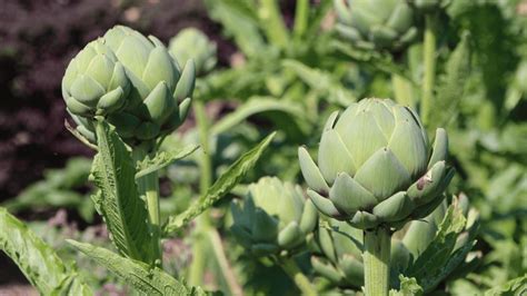 11 Best Artichoke Companion Plants To Grow In Your Garden