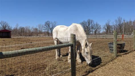 2021 Maybury Farm in Northville - Visitor's Guide | Metro Detroit Mommy