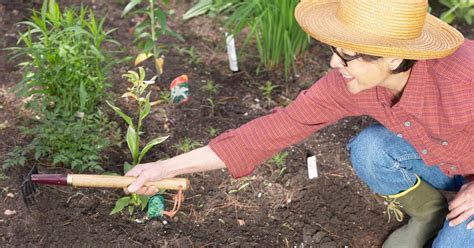 What’s the Best Soil for a Vegetable Garden?