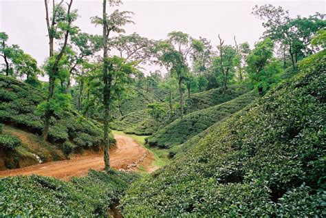 Tea Garden at Sylhet, Bangladesh Stock Image - Image of jaflaong ...