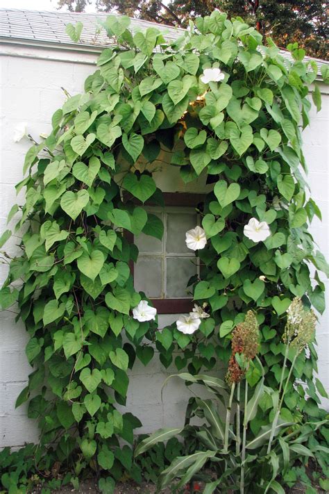 Garden Vines | Fasci Garden