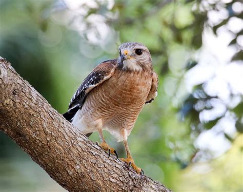 Red-shouldered Hawk | Audubon Field Guide