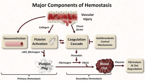 Hemostasis: Lesson 1 - An Introduction - YouTube