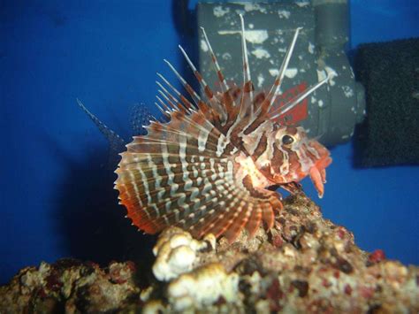 Photo #3 - Blackfoot Lionfish - 1 Chromis / 1 Firefish / 1 S...