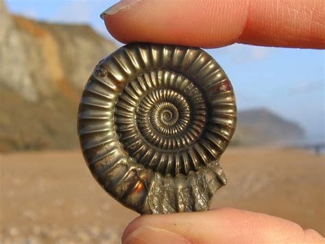 Charmouth (Dorset) | Discovering Fossils