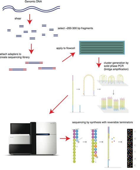 A quick overview of DNA and DNA sequencing - ILMN, PACB and ONT