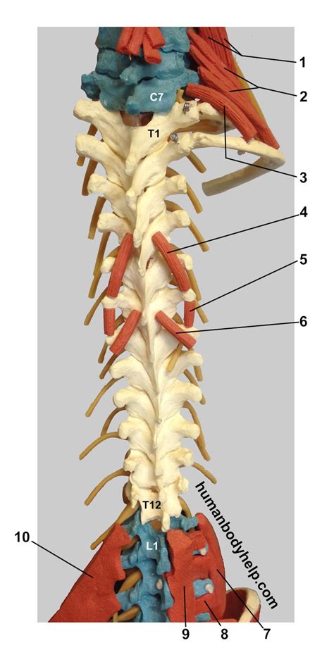 Spine with Muscles (Thoracic) – Human Body Help