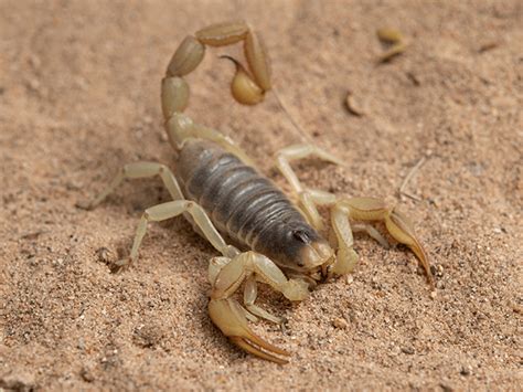 A Comprehensive Guide To Desert Hairy Scorpions In Arizona