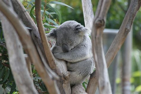 Koala Bear sleeping Photograph by Helene Toro - Fine Art America