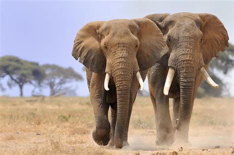 Elephant In Amboseli Park, Kenya by Alex Dissanayake