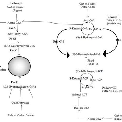 General structure of Polyhydroxyalkanoates (PHA) | Download Scientific Diagram