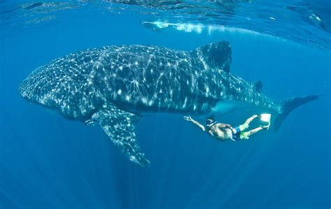 Diving Holidays In Mexico | Luxury Diving | Reefscape Travel