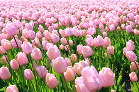 Free Pink tulips Stock Photo - FreeImages.com