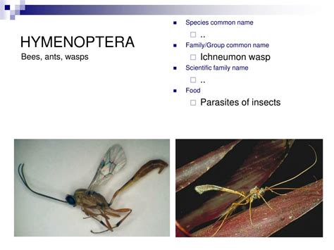 PPT - HYMENOPTERA PowerPoint Presentation, free download - ID:3086456