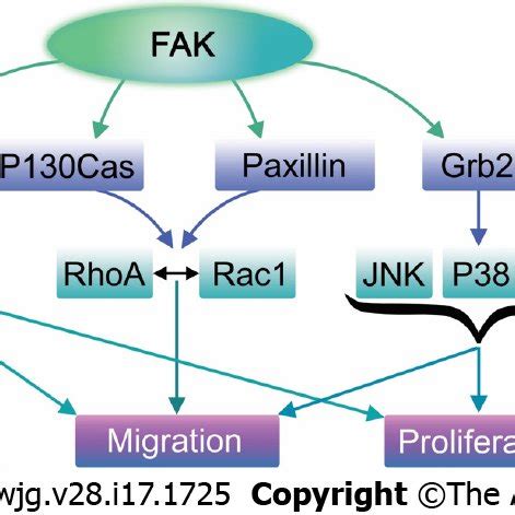 Focal adhesion kinase plays a crucial role in several signaling ...