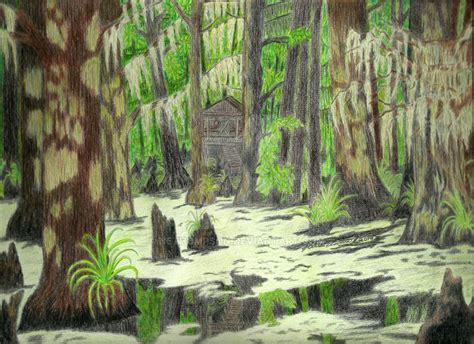 Swamp by nethompson | Color pencil drawing, Painting, Swamp