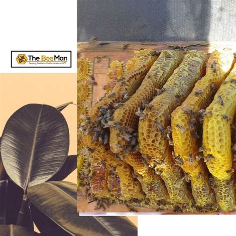 Honey bee removal is not a DIY project. Leave bee removal to professionals. #TheBeeMan # ...