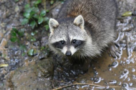 Sleeping Raccoon Stock Images - Download 144 Royalty Free Photos